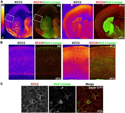 Loss of KCC2 in GABAergic Neurons Causes Seizures and an Imbalance of Cortical Interneurons